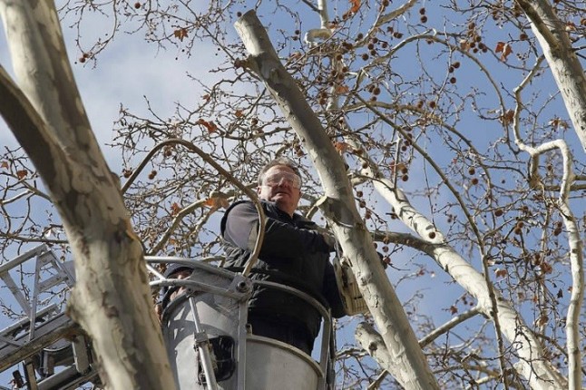 Polémica en León a cuenta de la poda de los árboles