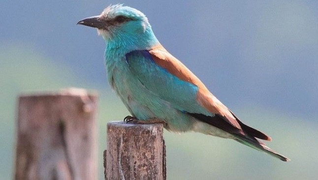 Dos insectos del género jejenes