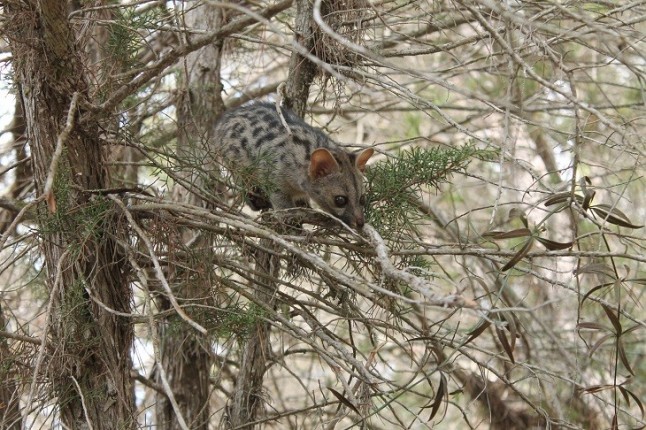 Sa Coma acogerá el Centro de Recuperación e Interpretación de Fauna Silvestre de Ibiza