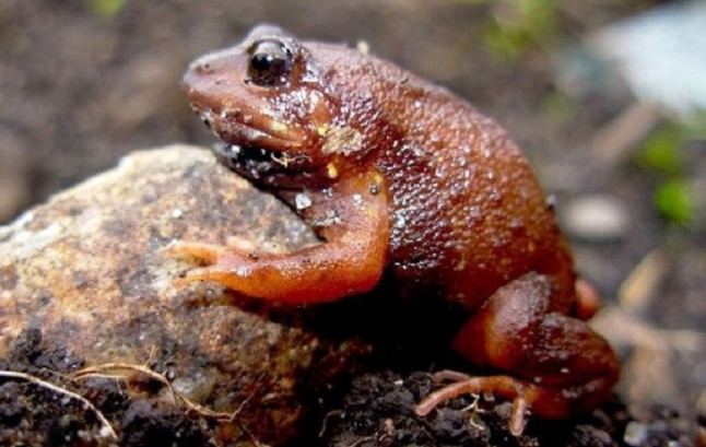 Las altitudes de los Andes desvelan un incesante número de nuevas ranas