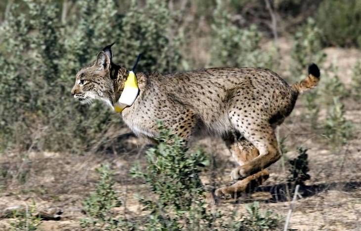 Castilla – La Mancha pone el acento en la precaución para evitar atropellos y no molestar a los animales salvajes