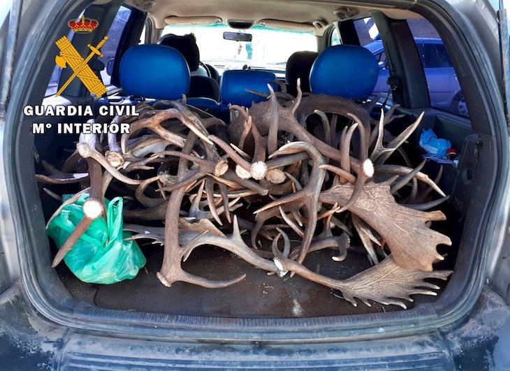 Intervenidos 69 kilos de cuernas robados en fincas privadas de Jaén