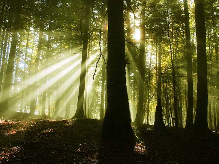 La infinita importancia de los bosques