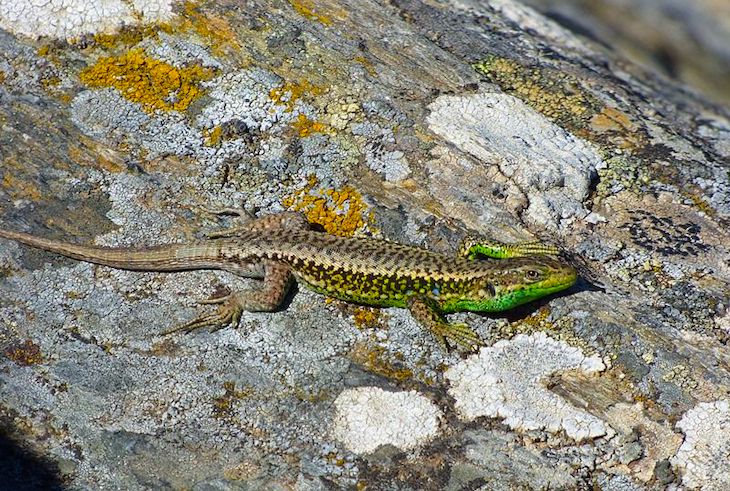 Las lagartijas ibéricas se adaptan mejor de lo que se preveía a la crisis climática