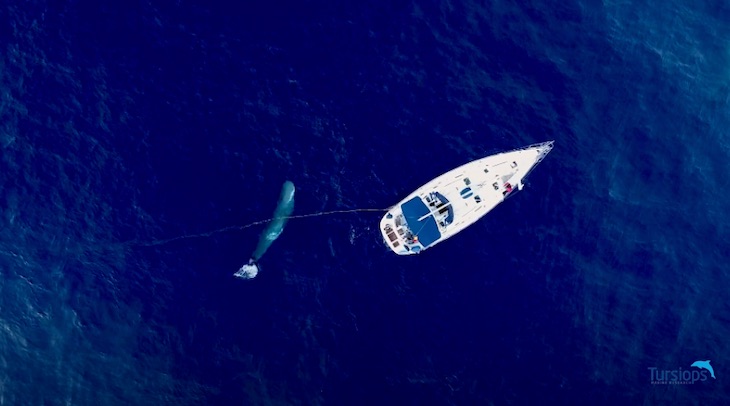 Día Mundial de los Océanos 2021 y la conservación del cachalote en el norte de Menorca