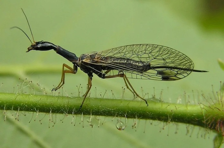 El misterio de la mosca serpiente se ahonda con nuevos fósiles