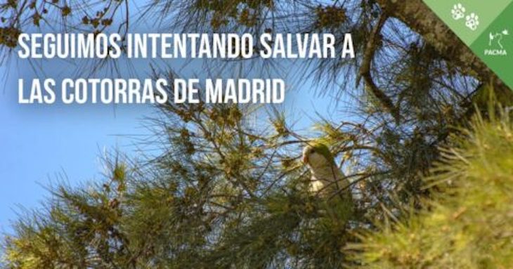 Madrid quiere ‘aniquilar’ cerca de 15.000 cotorras
