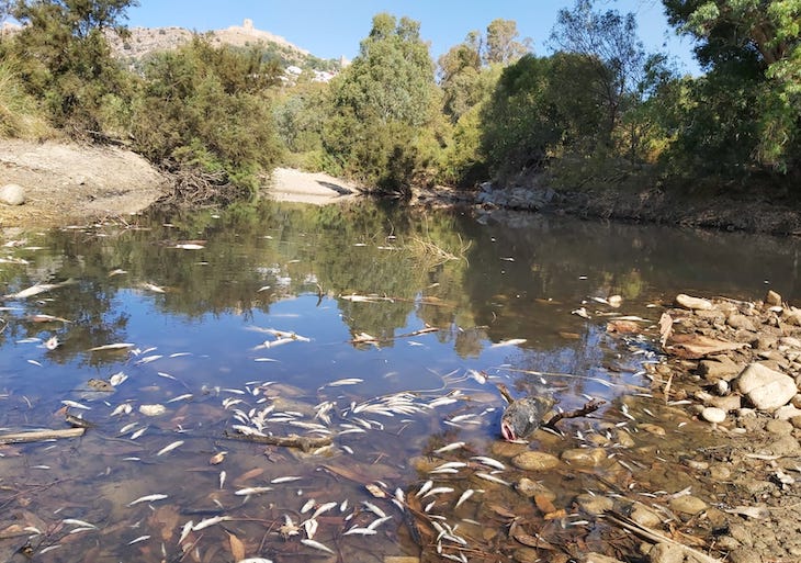 El Ayuntamiento de Marbella destruye el ZEC río Guadaíza