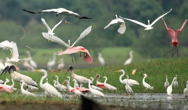 La sobreexplotación de aguas en Doñana pone en ‘jaque’ el futuro de aves acuáticas