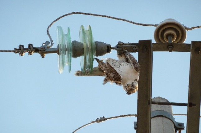 Endesa asegura que los nuevos dispositivos para evitar la electrocución de aves dan resultado