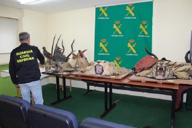 Incautan animales salvajes disecados a un vecino de Vigo que carecía de autorizaciones legales