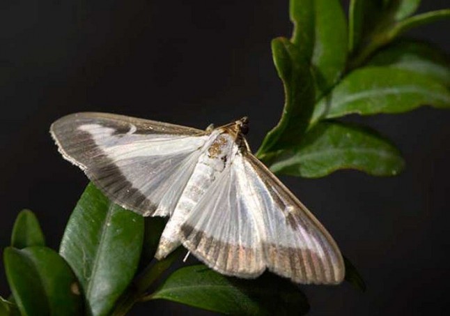 La mariposa del acebo se extiende por Cataluña
