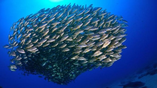 Tratado Global de los Océanos en Naciones Unidas en 2020