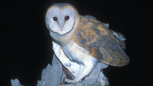 GREFA inicia el seguimiento de la lechuza común en zonas agrícolas de Castilla y León