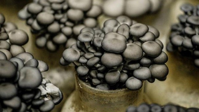 La era de los hongos retrocede hasta hace 1.000 millones de años