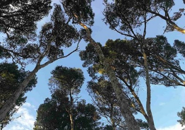 Un estudio detecta qué zonas de los bosques de pino carrasco en la península se verán más afectadas por el cambio climático