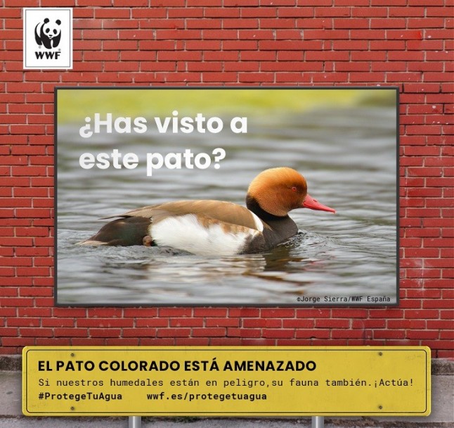 Las especies de agua dulce han disminuido un 83% desde 1970