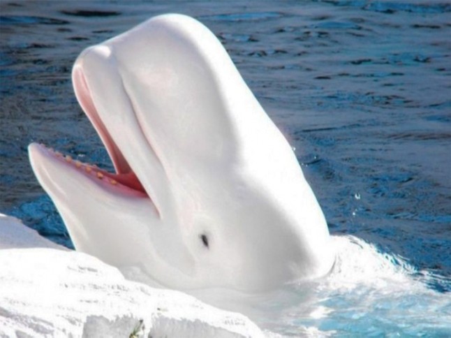 Conoces el primer santuario mundial de ballenas en Islandia