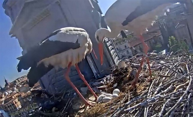 Siguiendo los viajes de un pollo de cigüeña nacido en Alcalá de Henares (Madrid)