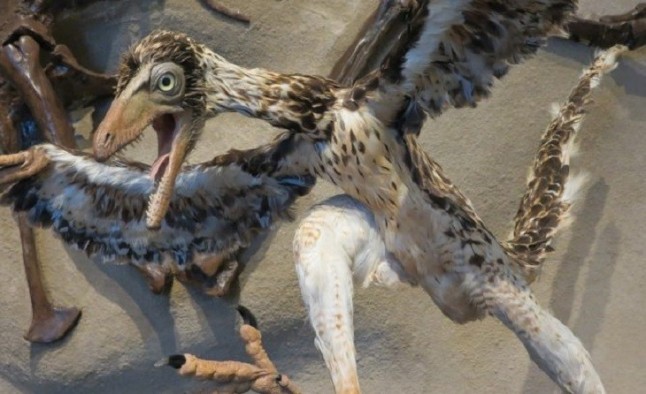 Nueva especie de Archaeopteryx más cercana a las aves modernas