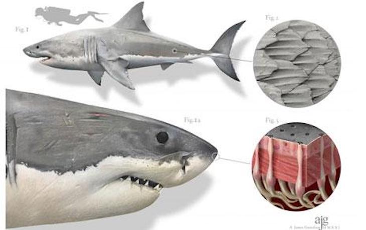 8ª Edición de los Premios de Illustraciencia