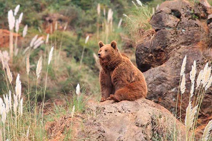 Los hombre y los osos pardos en la cordillera Cantábrica