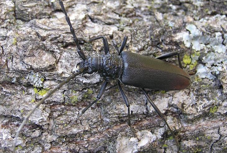 Baleares colabora en un estudio internacional sobre el Cerambyx