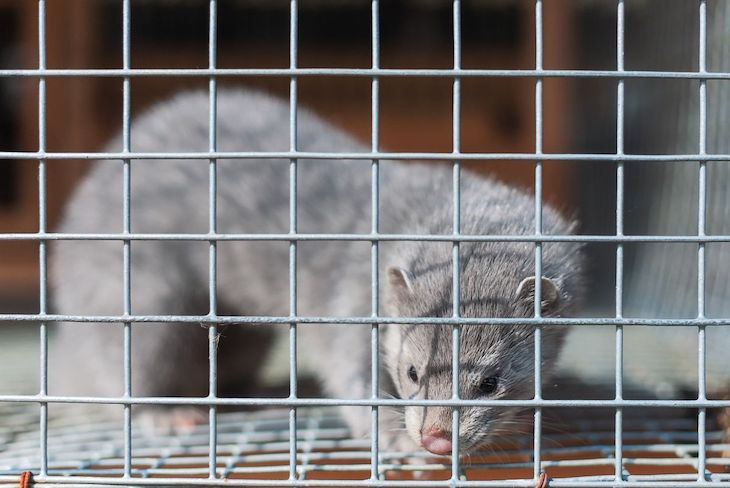 El Gobierno confirma un "elevado porcentaje" de infecciones por COVID-19 en visones en España