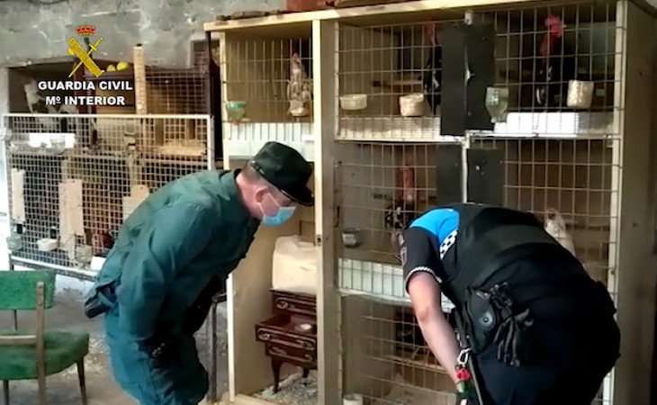 Maltrato de gallos de pelea en un polígono de Valladolid