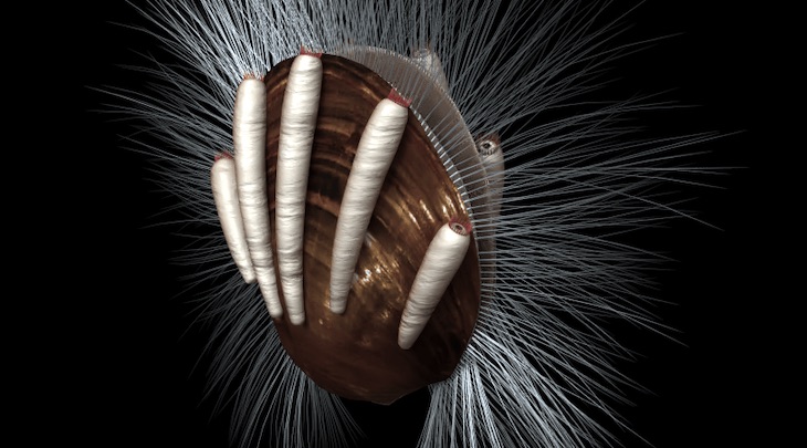 Estos animales marinos soportaron a los parásitos más antiguos que se conocen