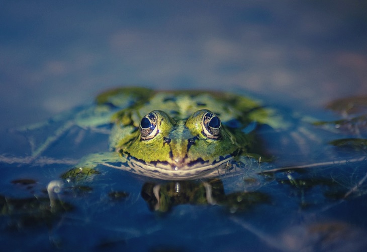 Por qué crece la población de anfibios en España