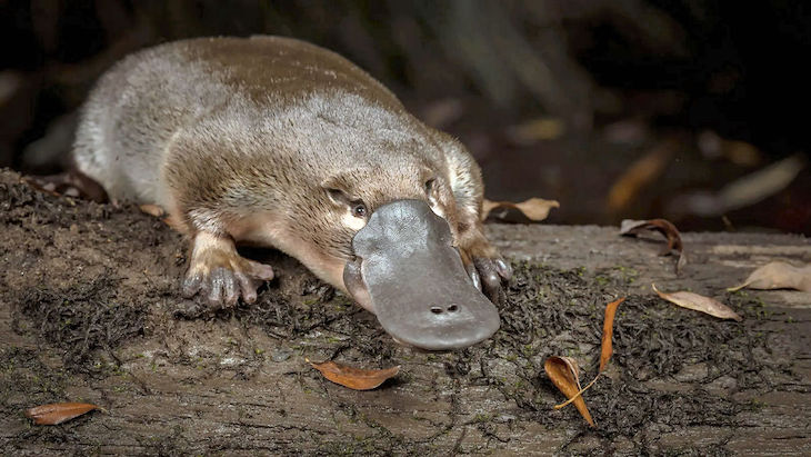Proyecto de genomas de vertebrados