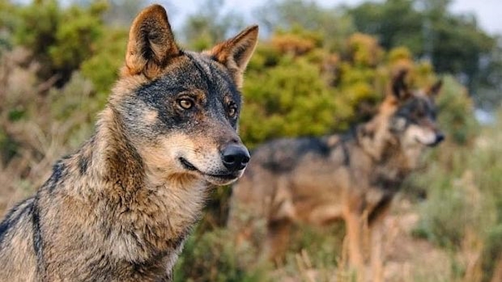 El lobo en el ‘Listado de Especies Silvestres en Régimen de Protección Especial’