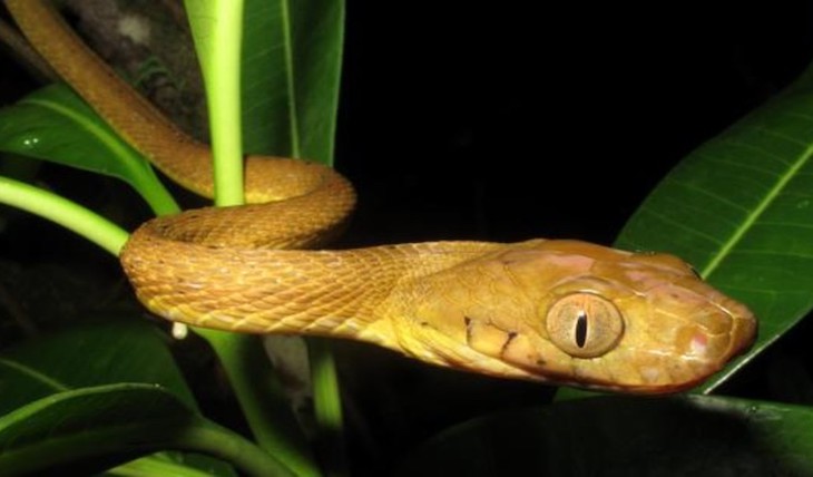 Descubren una serpiente arbórea que trepa con un movimiento de lazo