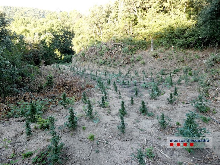 Marihuana en el ‘Parc Natural del Montseny’
