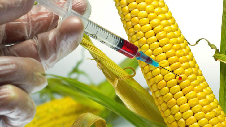 Malas noticias. Bolivia autoriza el uso de semillas tarnsgénicas