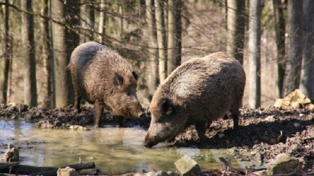 Quieren recompensar la caza de jabalíes en Catalunya