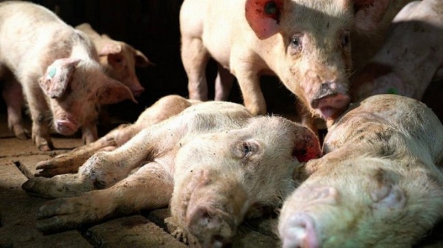 Las granjas de los horrores en Italia