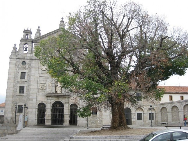 El Gobierno modifica el acuerdo entre Agricultura y la UPM de 2017 para la conservación de los olmos ibéricos