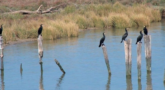 Doñana bajo la lupa de Europa