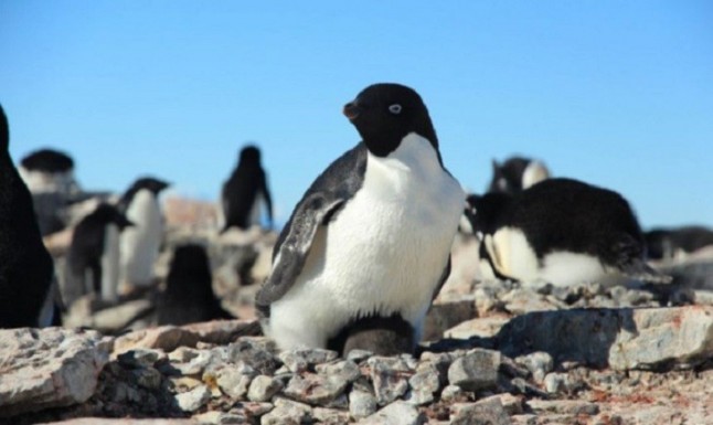 Cámaras automáticas para analizar el éxito reproductivo de los pingüinos en la Antártida