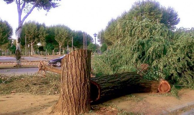 Talados en la avenida Flota de Indias 20 olmos que sufrían "lesiones graves" como pudriciones o exudaciones