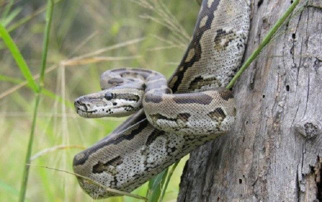 Las pitones son grandísimas Mamás