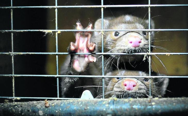 Exigen el cierre inmediato de las granjas de visón americano