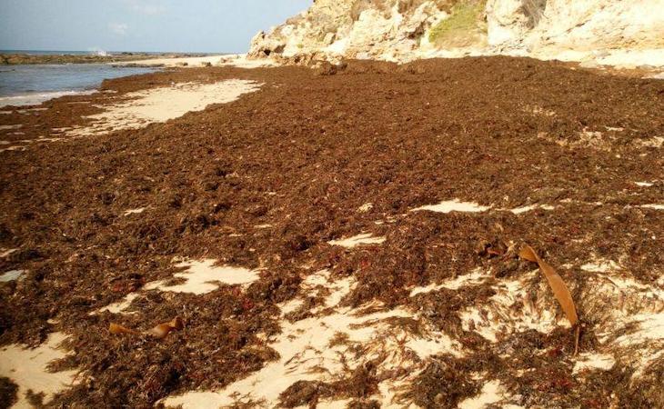 Alerta roja con la especie invasora del alga ‘Rugulopterix Okamurae’