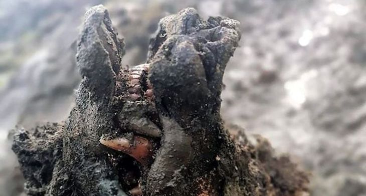 Primer cadáver de oso de las cavernas recuperado del suelo helado