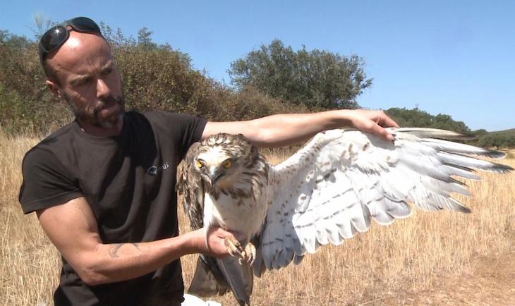 La suelta de un nuevo ejemplar de águila perdicera eleva a 80 el censo de la especie en Castilla – La Mancha