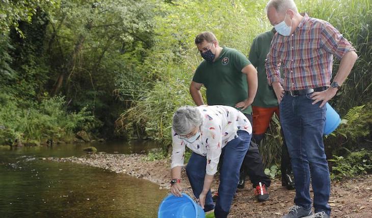 Gijón.- La suelta de 10.000 alevines de trucha en el Piles marca un paso más hacia naturalización del río