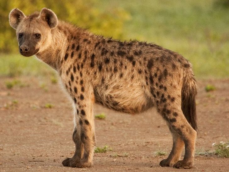 El ser humano ha cambiado el patrón natural de distribución de especies carroñeras en el mundo