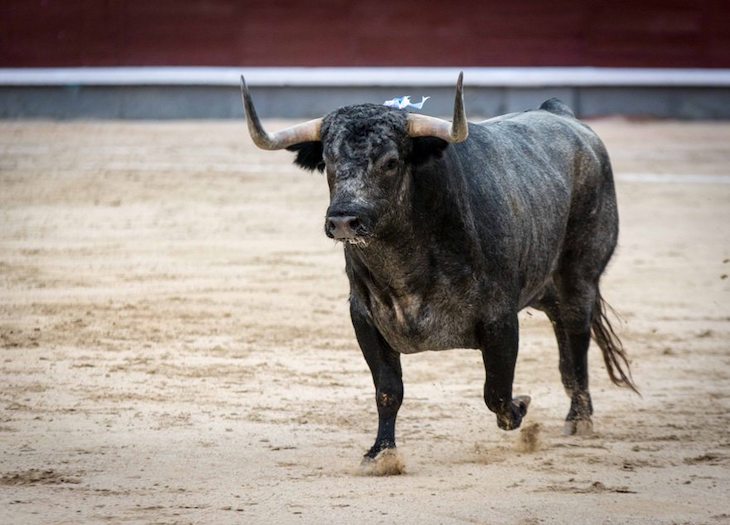 PSOE y Podemos ‘se retratan’ y rescatan a la Tauromaquia con ayudas culturales